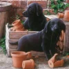 Bill & BEN 500 Piece Jigsaw