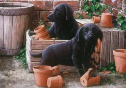 Bill & BEN 500 Piece Jigsaw