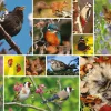 RSPB – Great British Wildlife 1000 piece puzzle